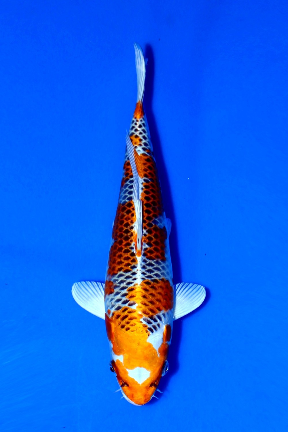 Juara 1