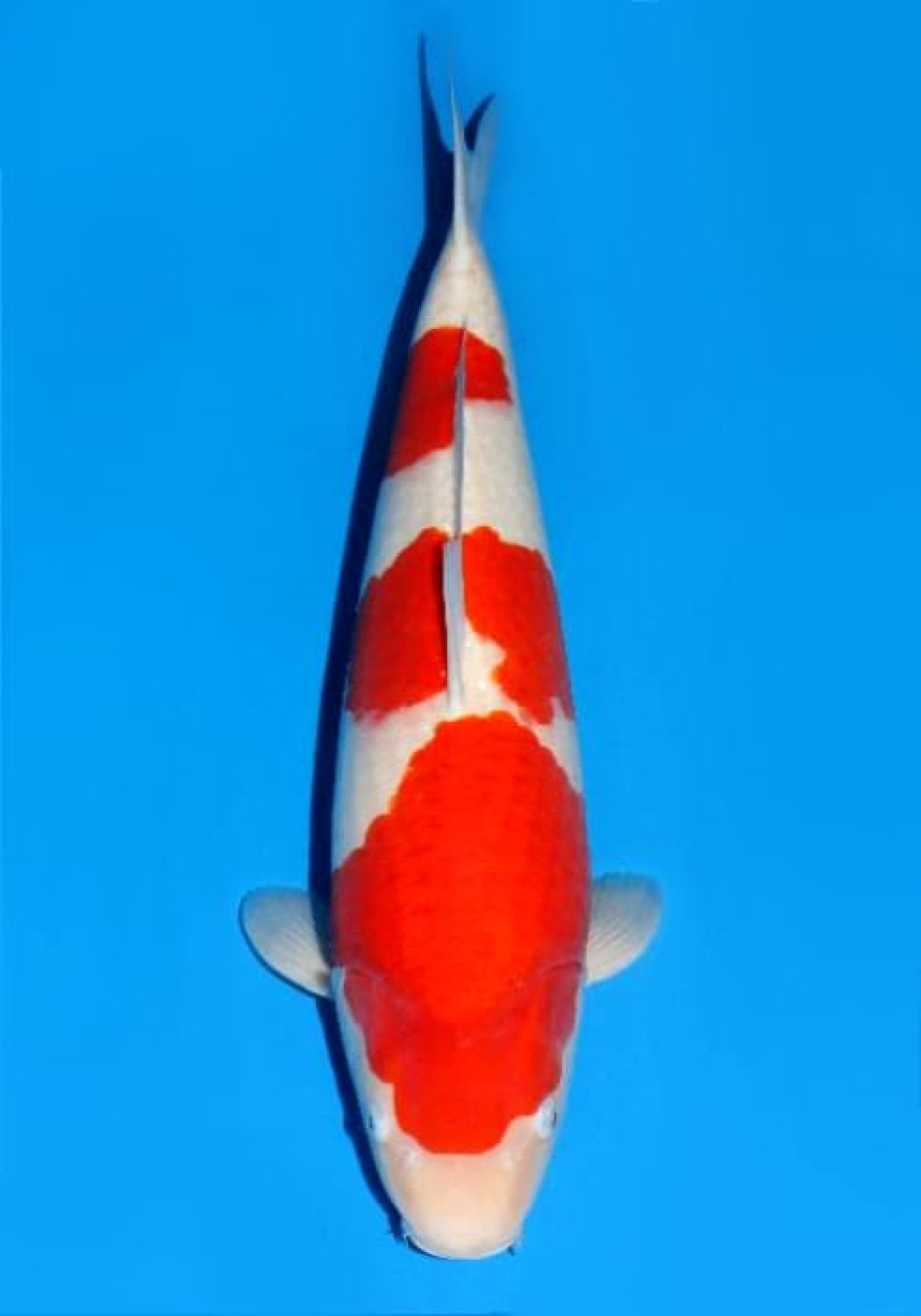 Juara 1