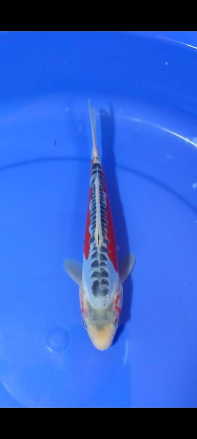 Juara 1