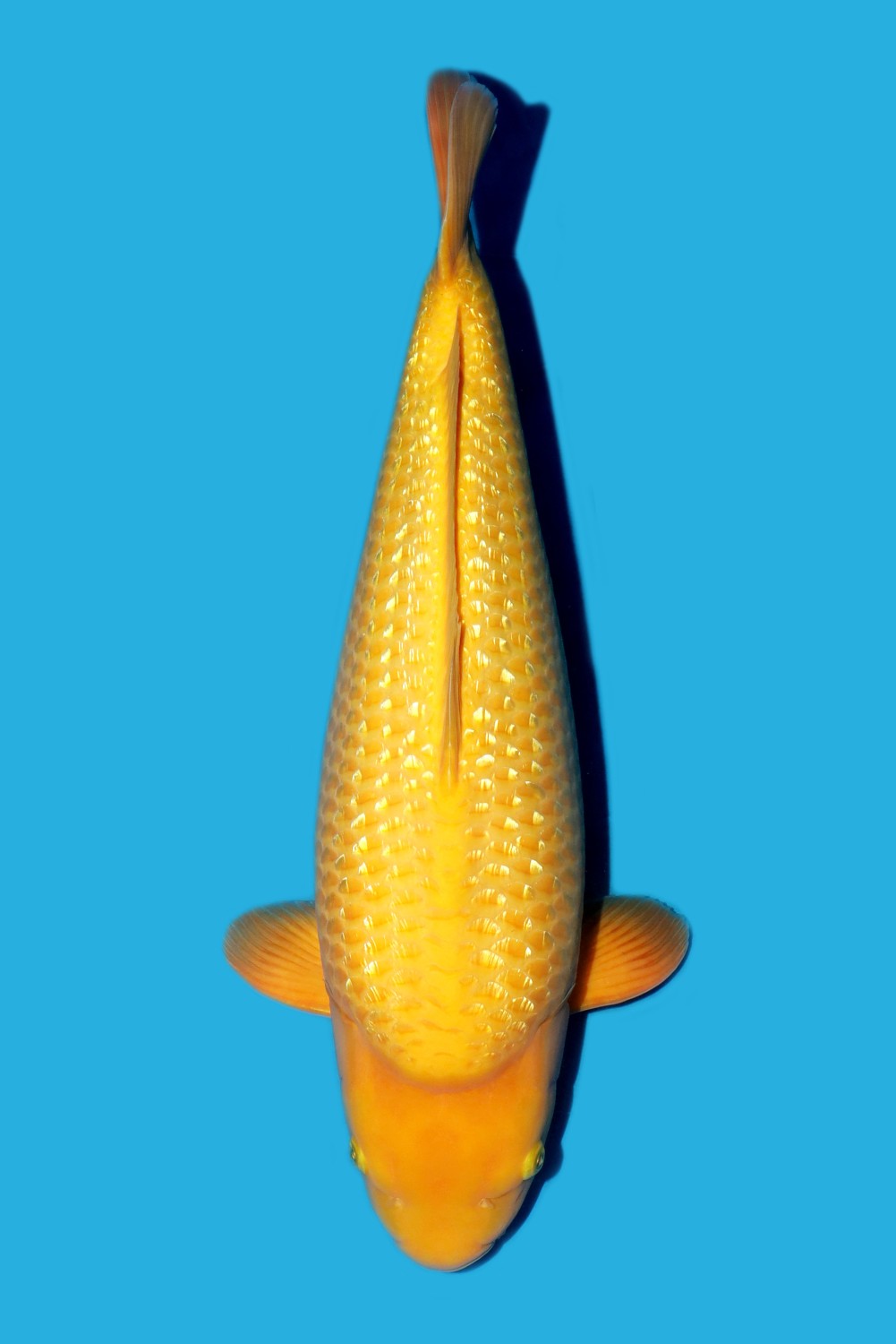 Juara 1