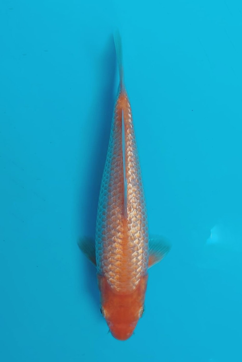 Juara 3