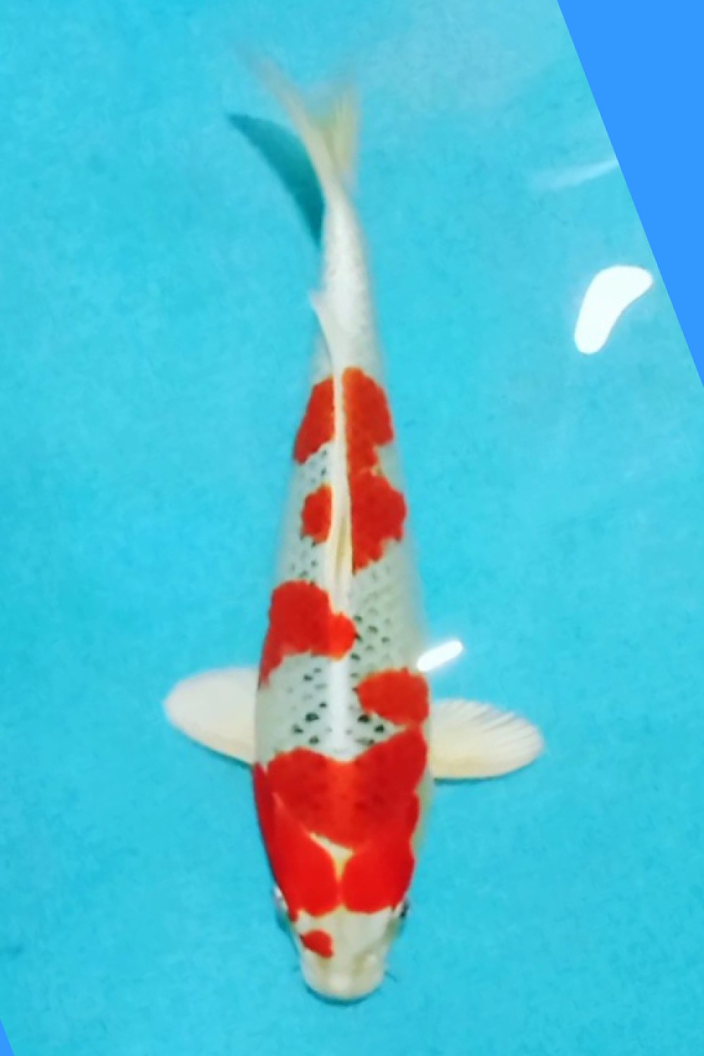 Juara 5