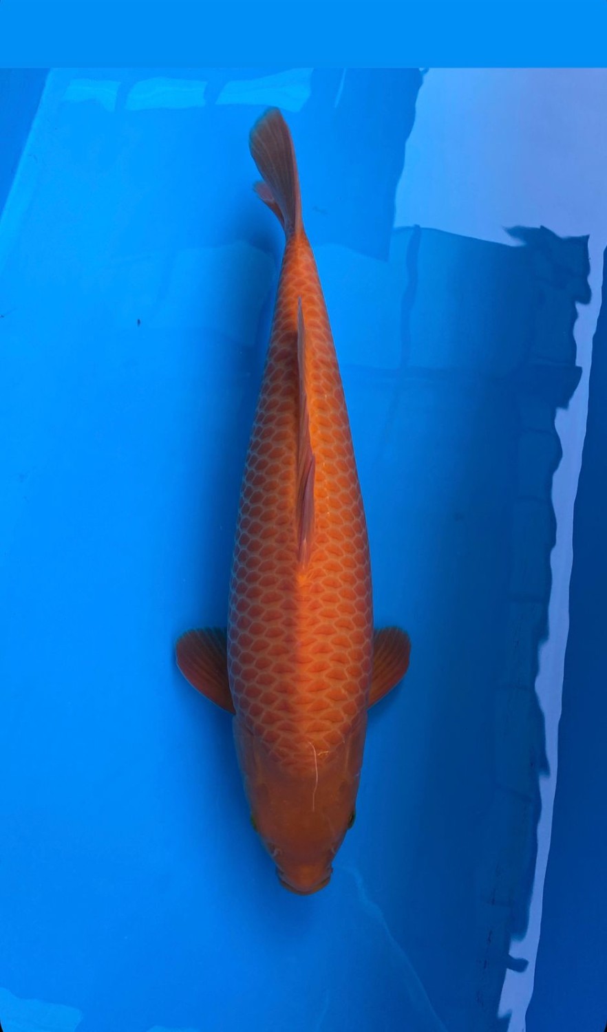 Juara 1