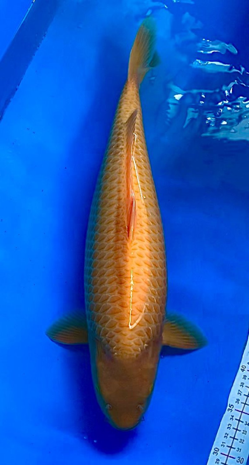 Juara 3