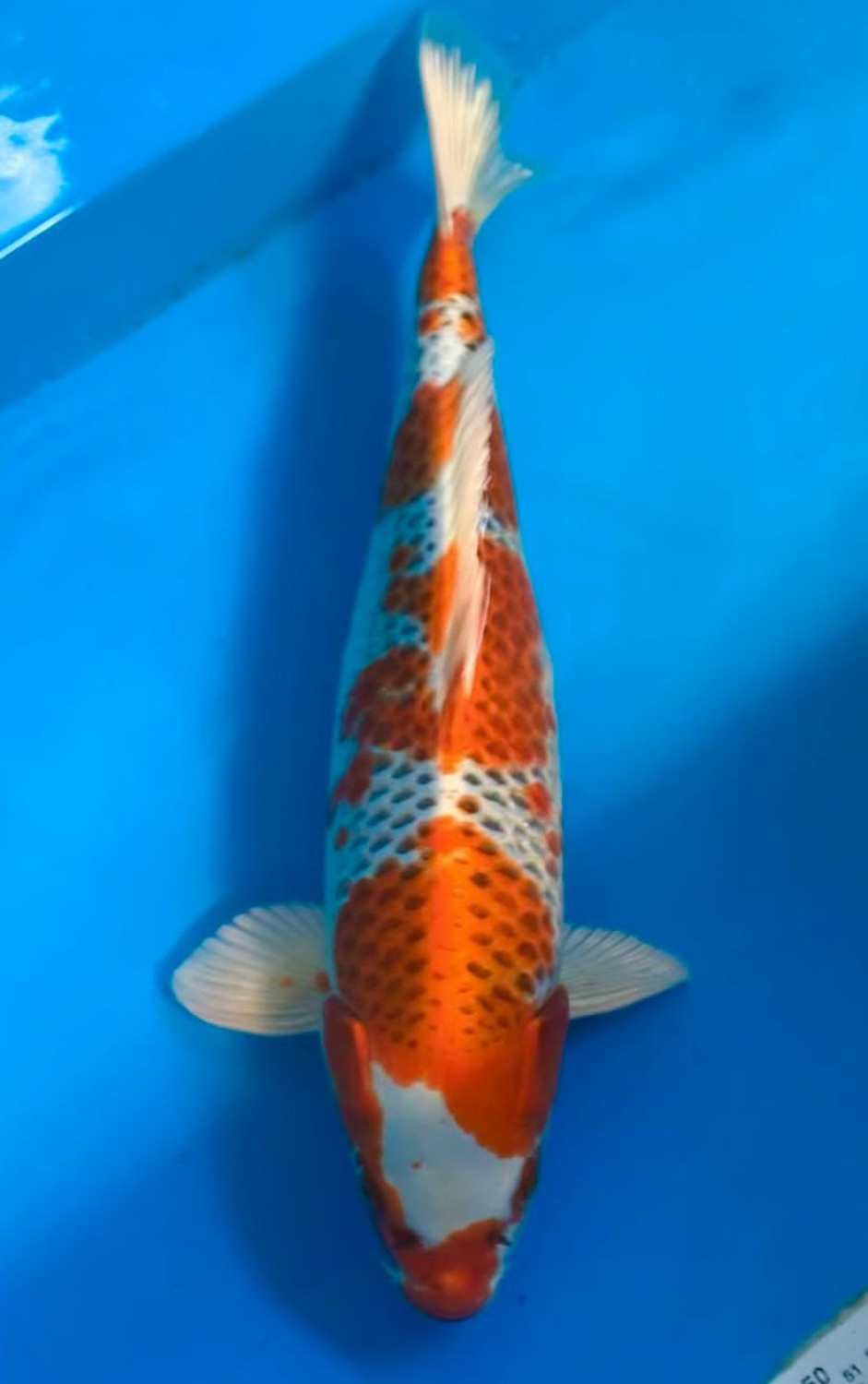 Juara 2