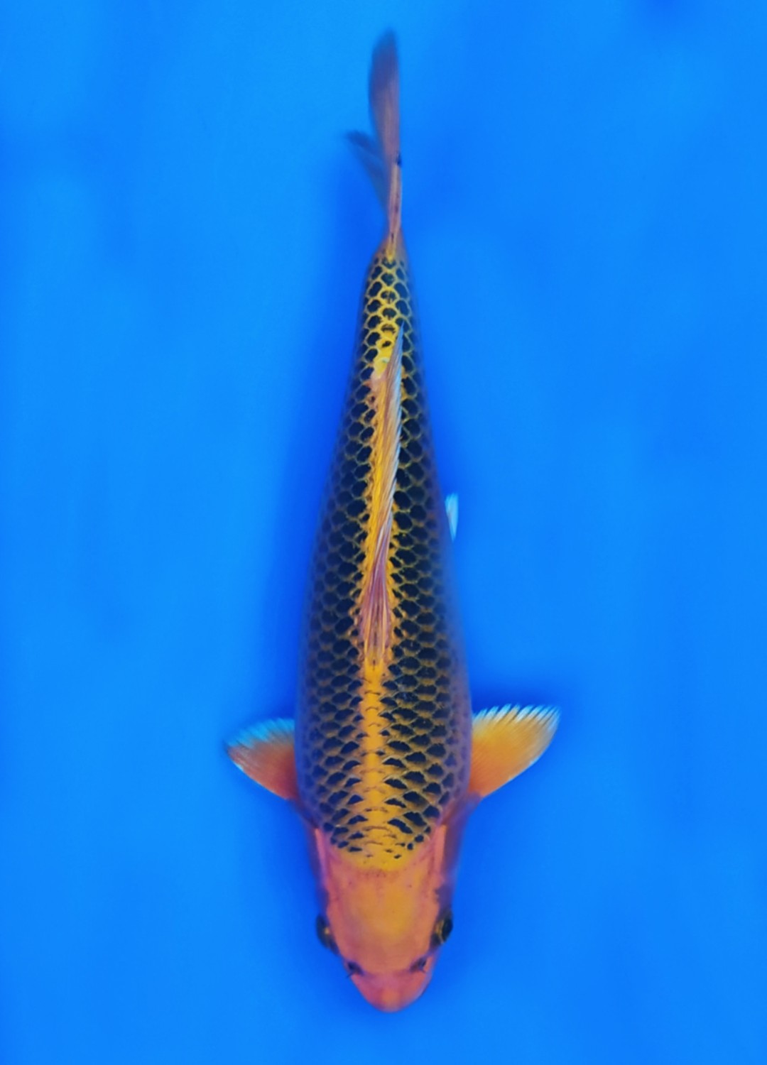 Juara 3
