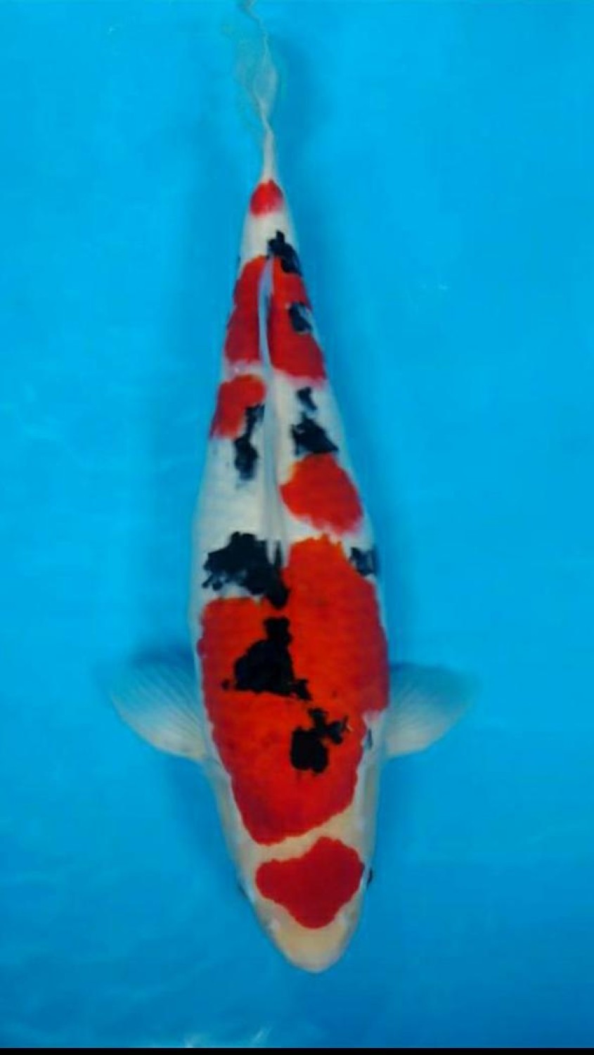 Juara 1