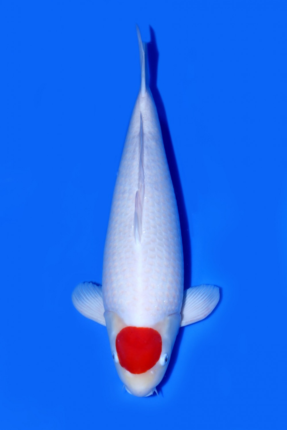 Juara 3