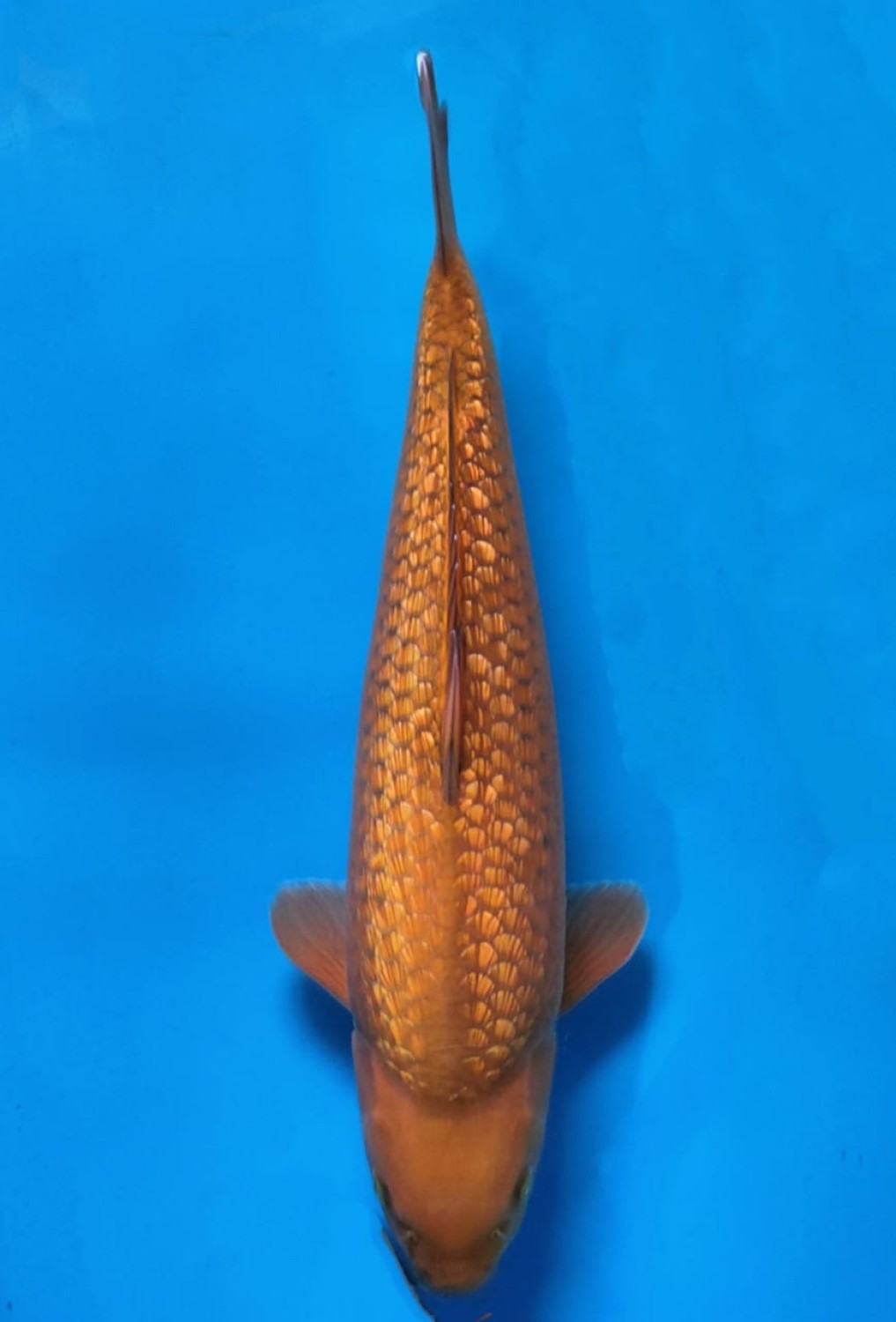 Juara 2