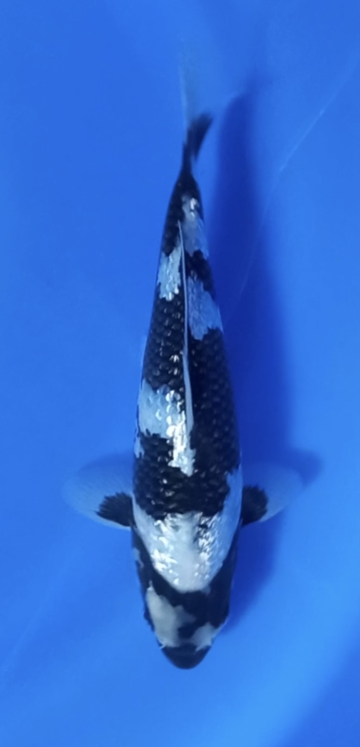 Juara 5