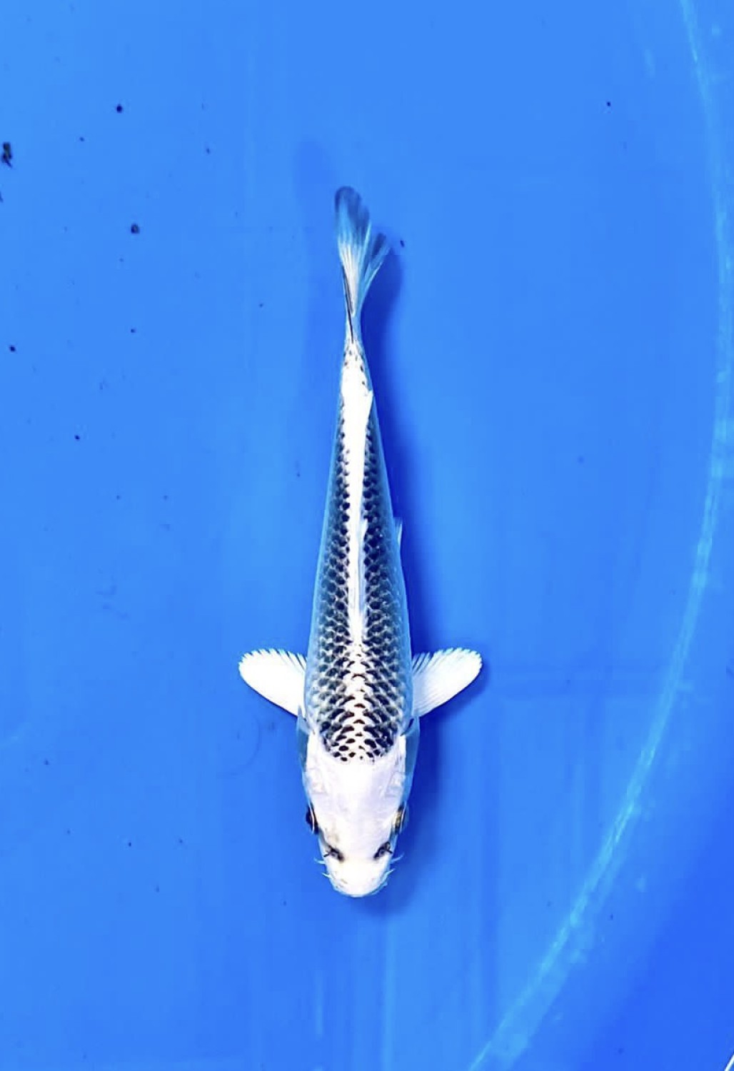 Best In Size E 13-15 Cm