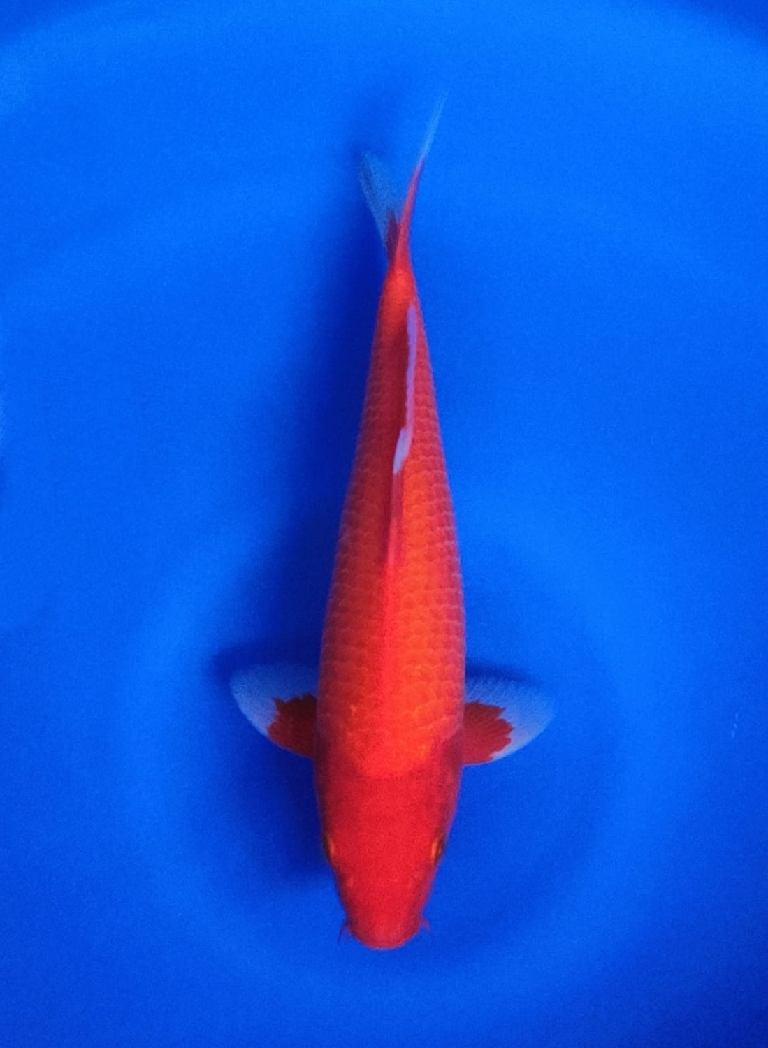 Juara 4