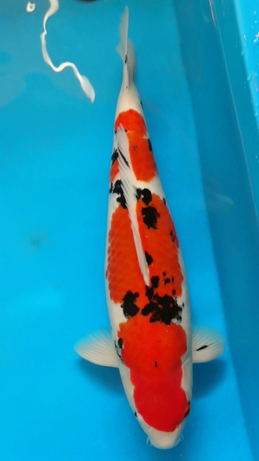 Juara 2