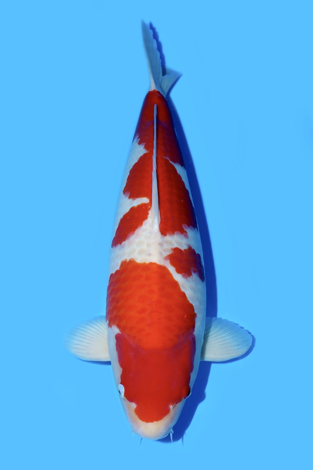 Juara 4