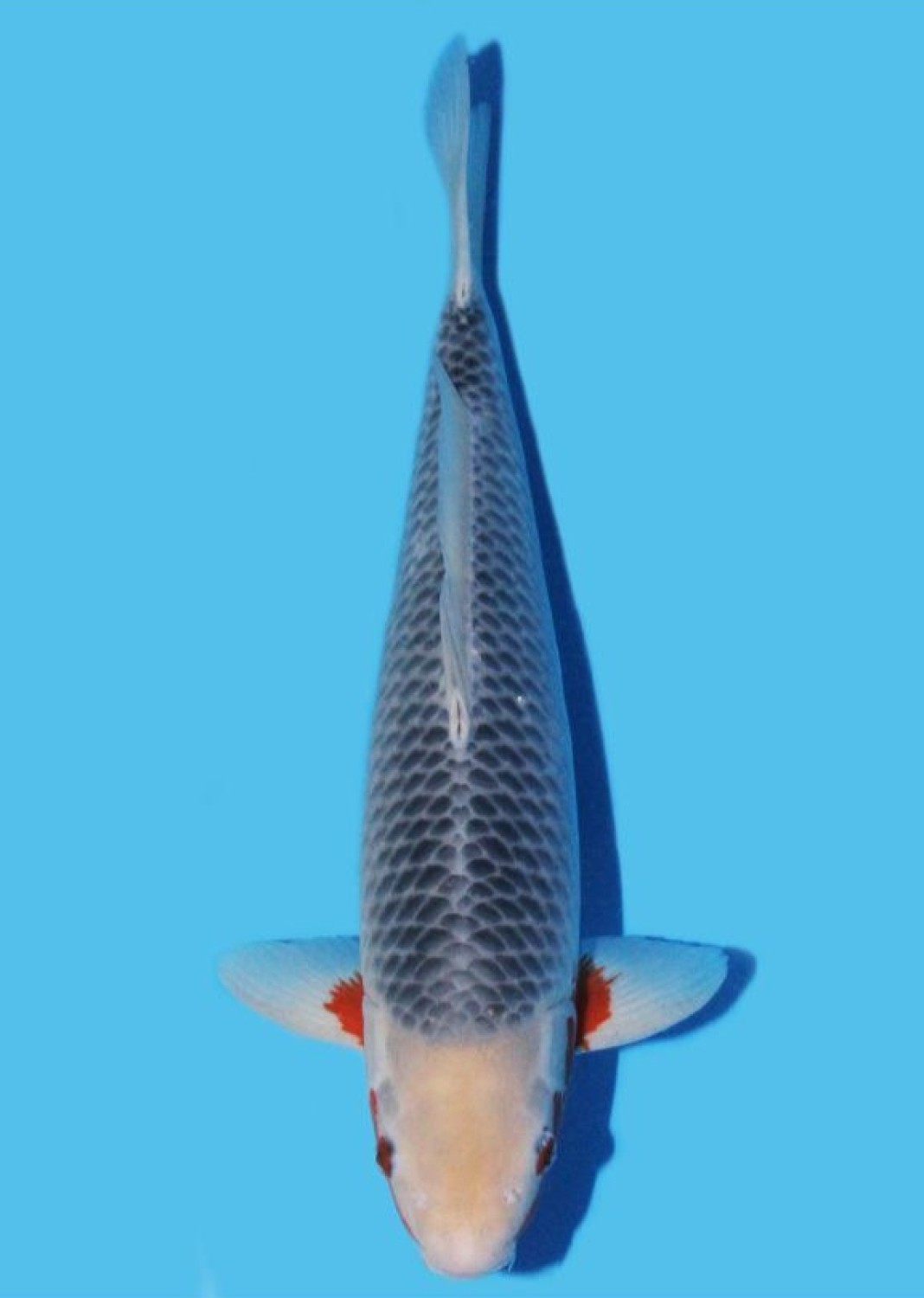 Juara 2