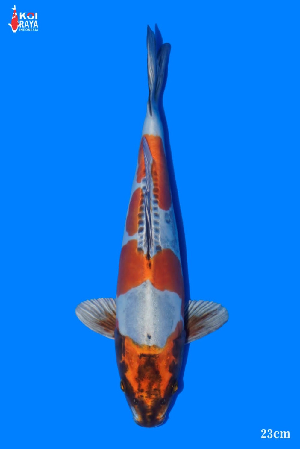 Juara 3