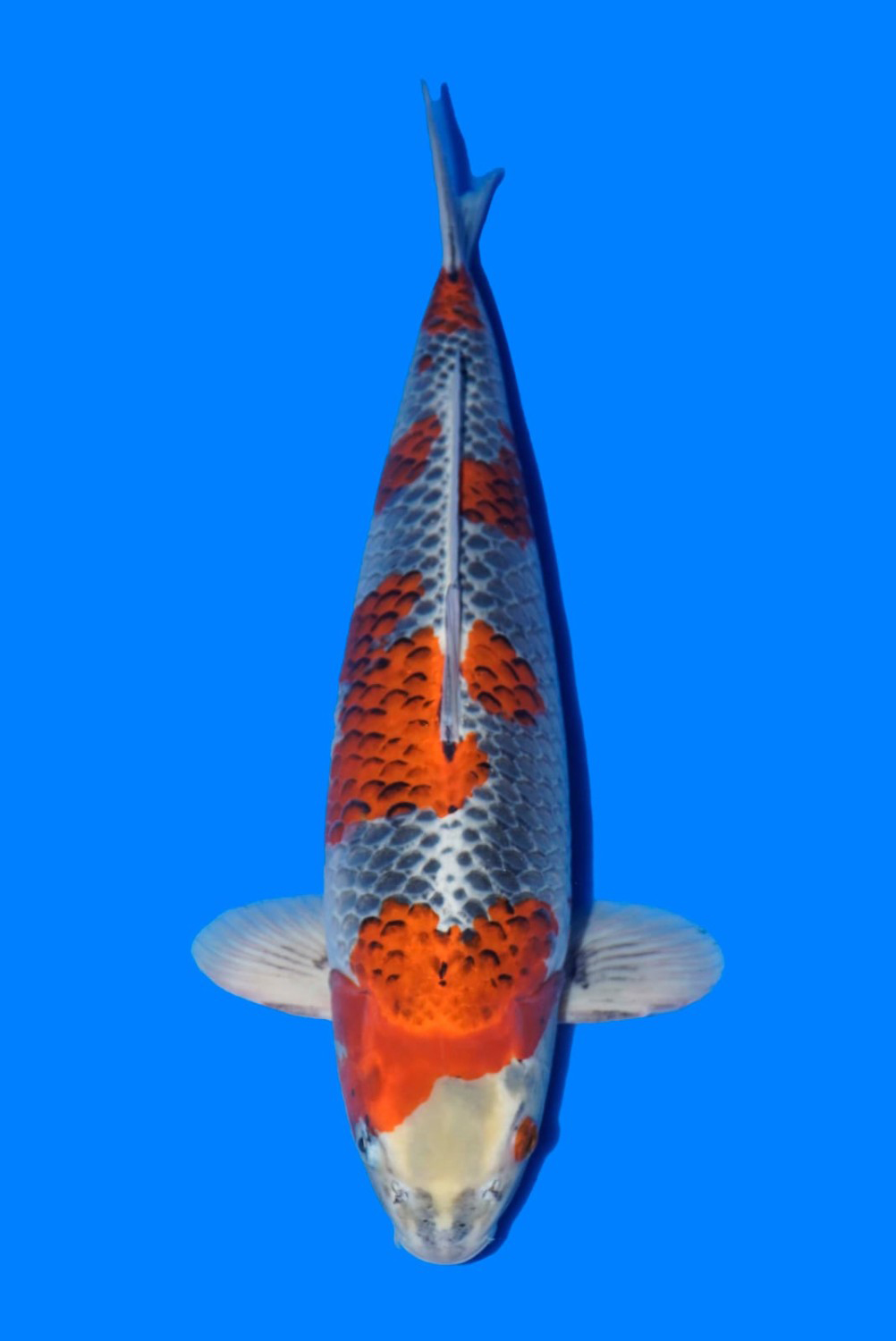 Juara 2