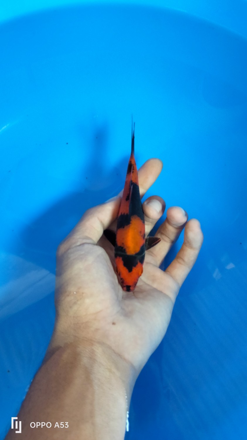 Best In Size D 13-15 Cm