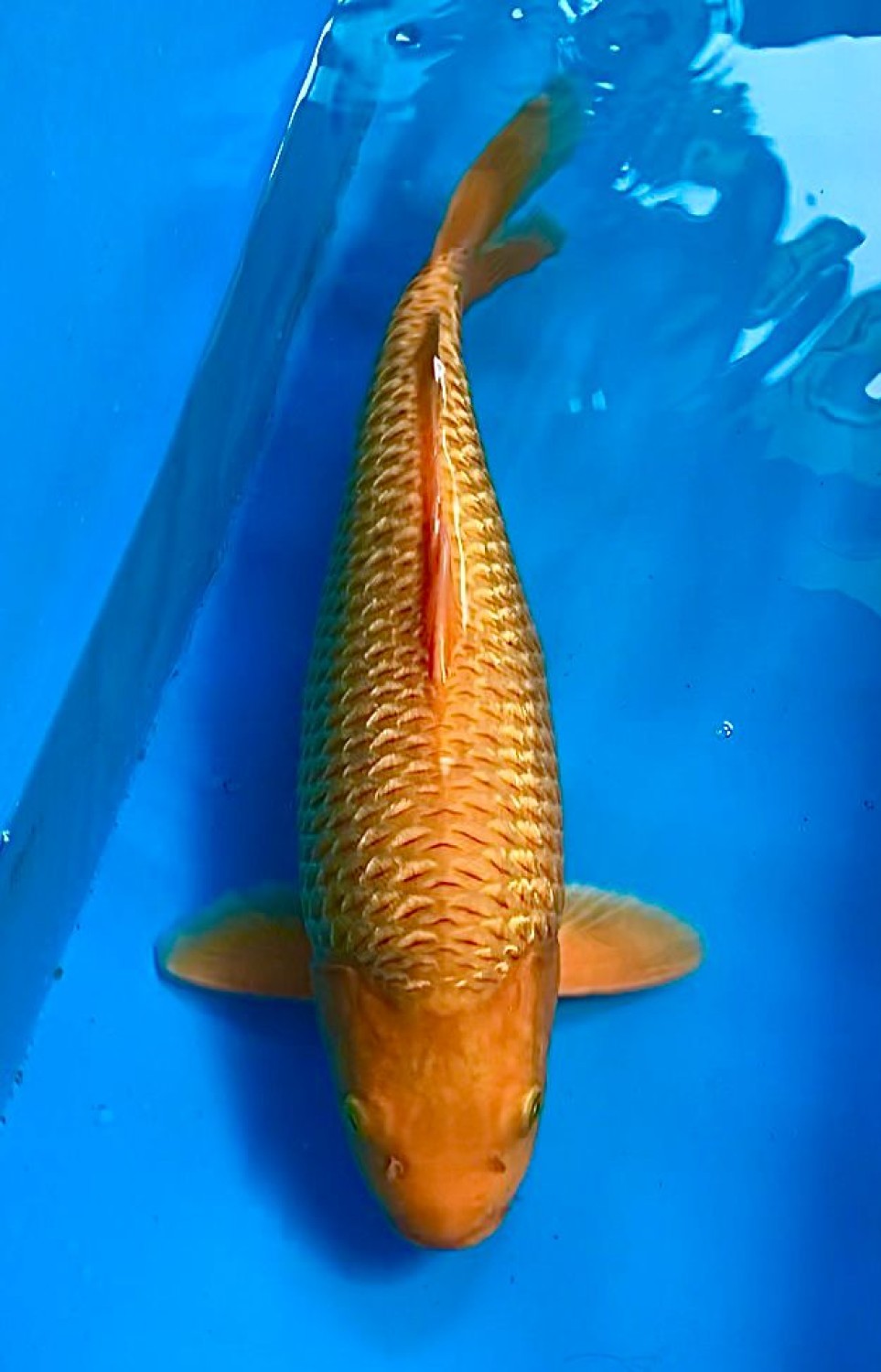 Juara 4