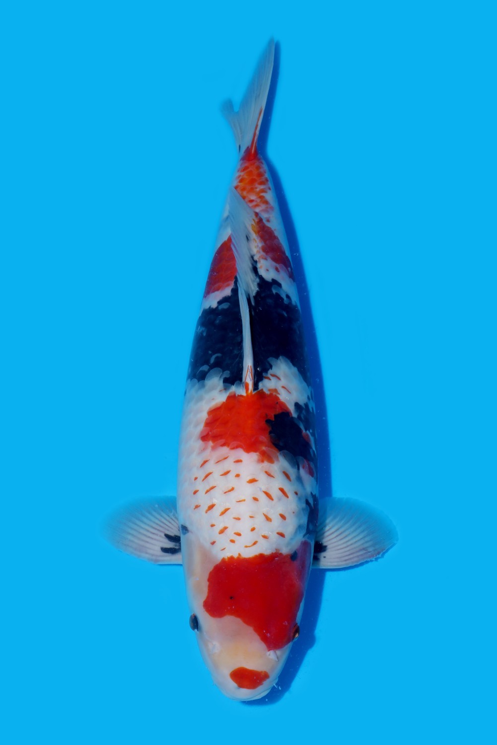 Juara 2