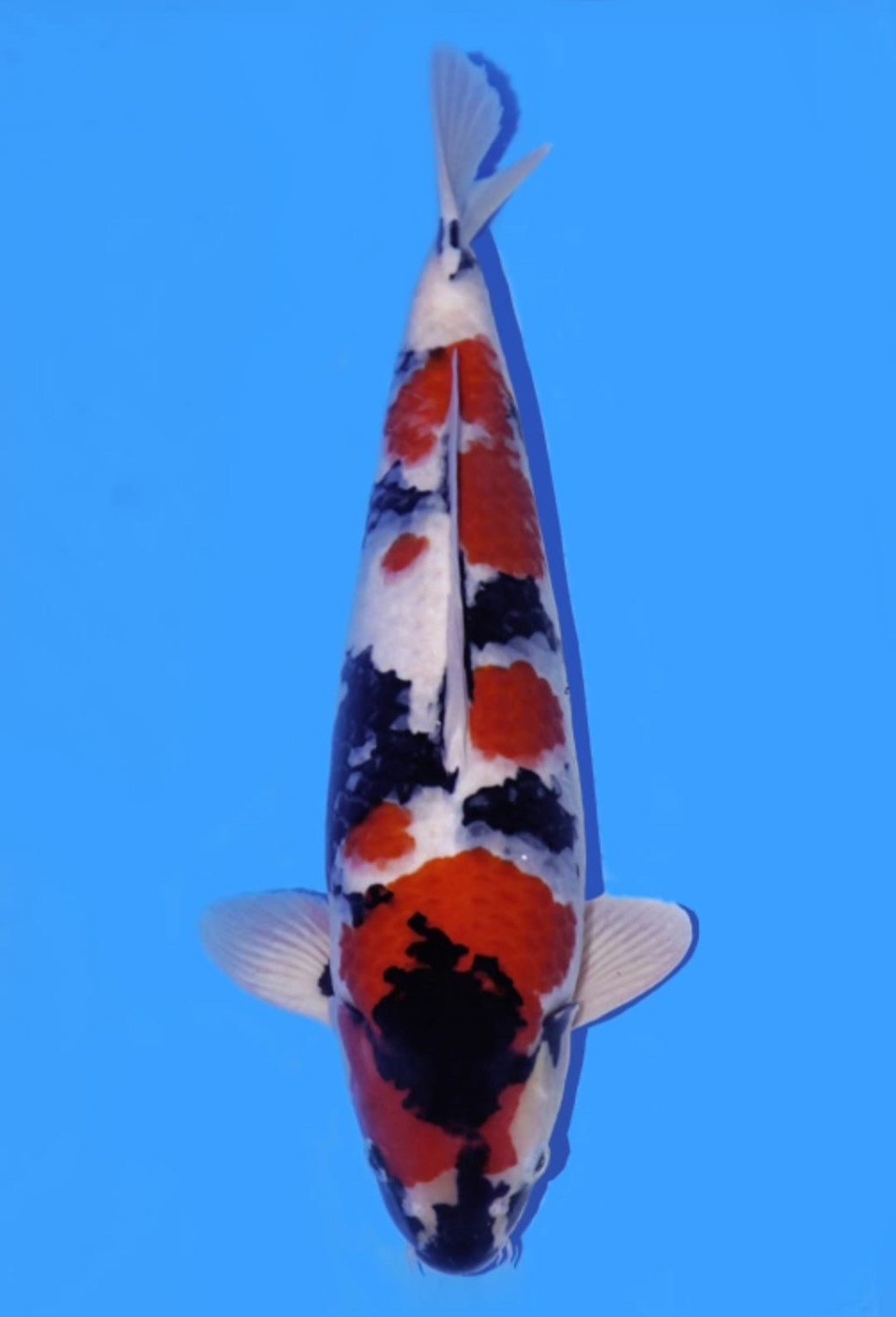 Juara 1