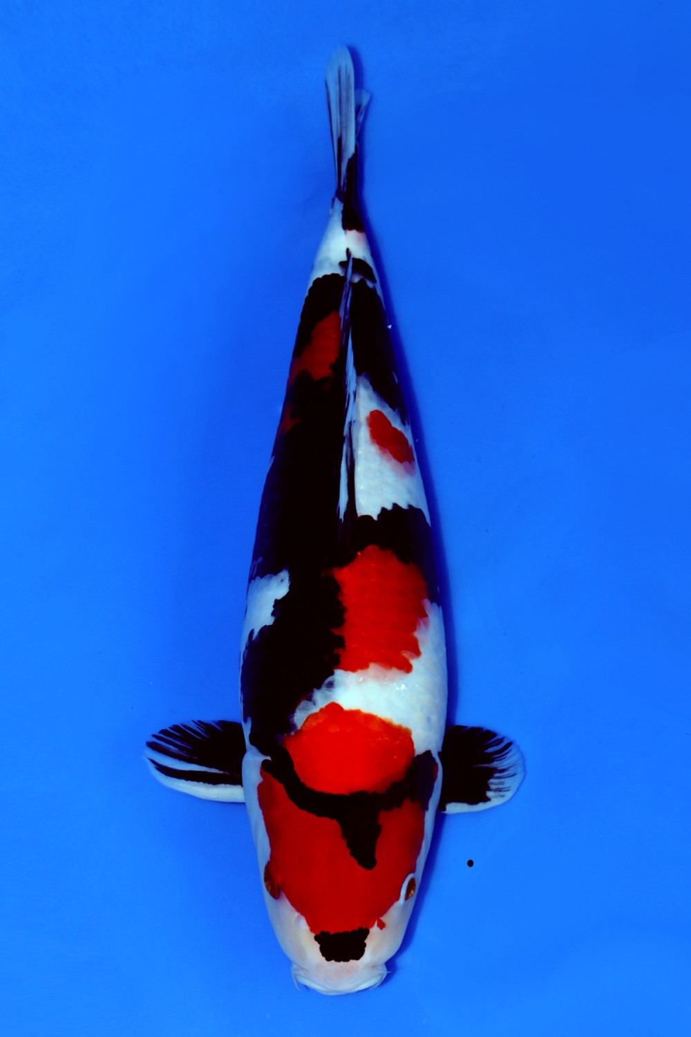 Best In Size A 46-50 Cm