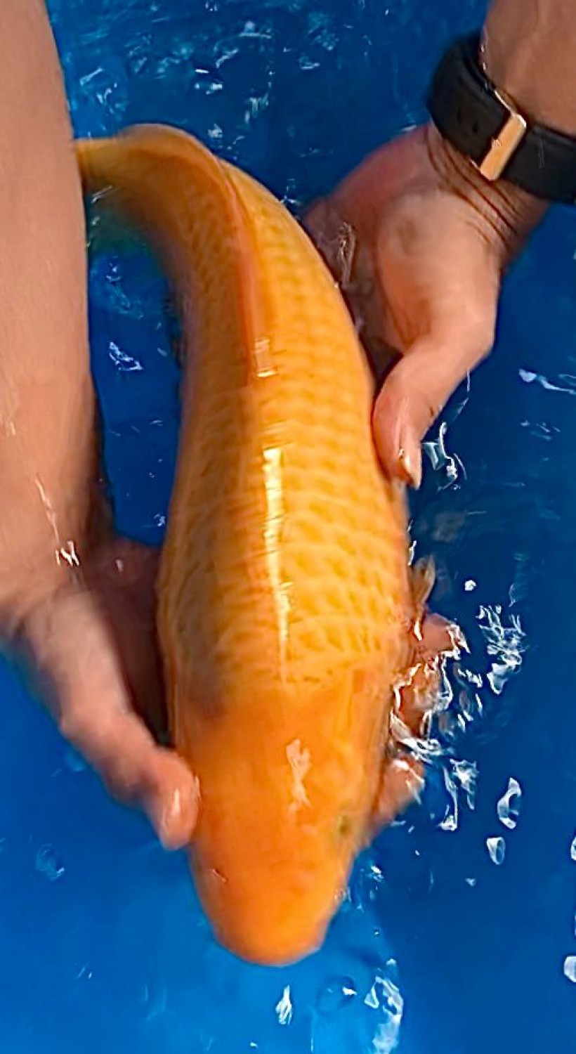 Juara 3