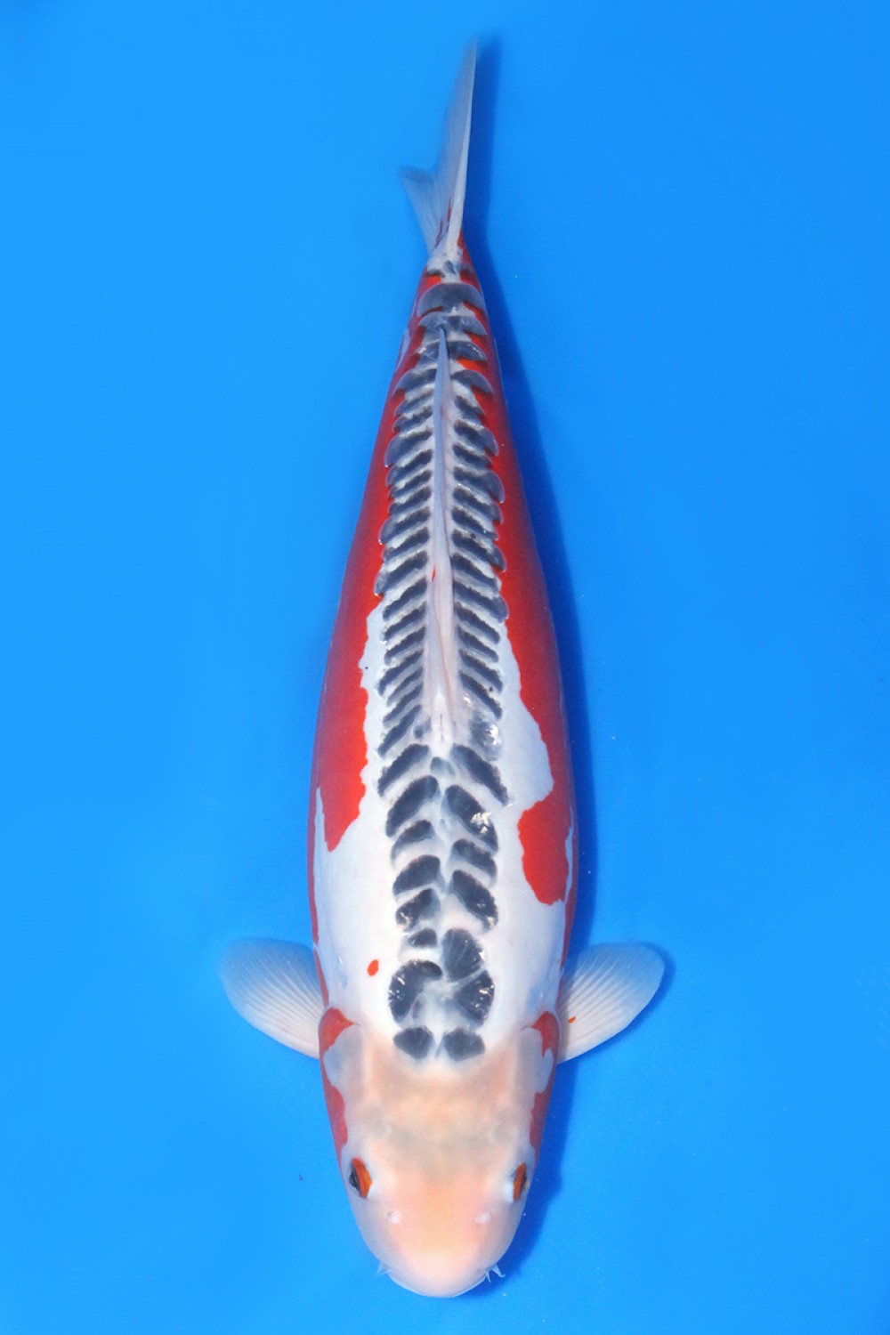 Juara 1