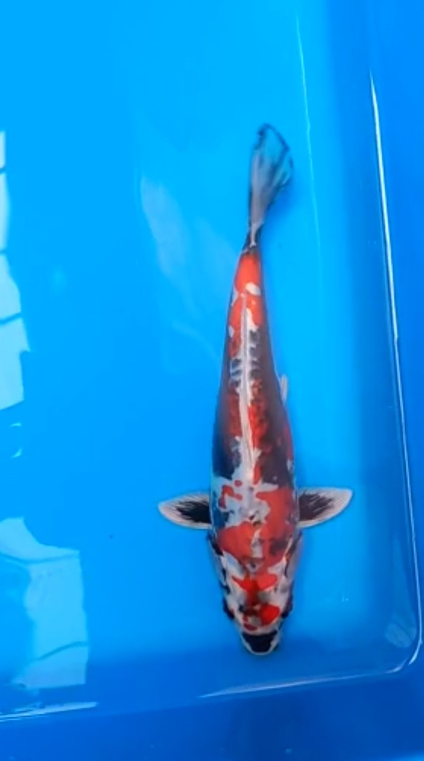 Juara 3