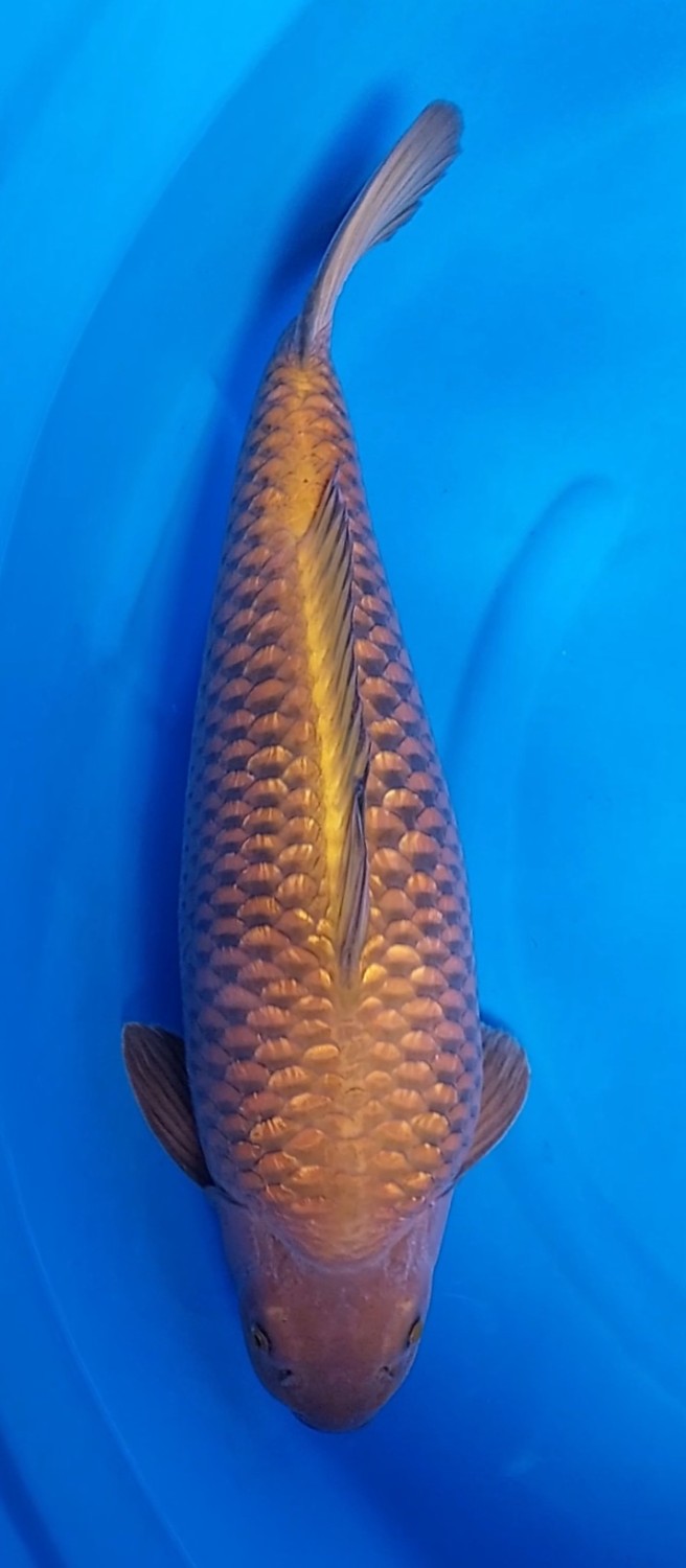 Juara 2