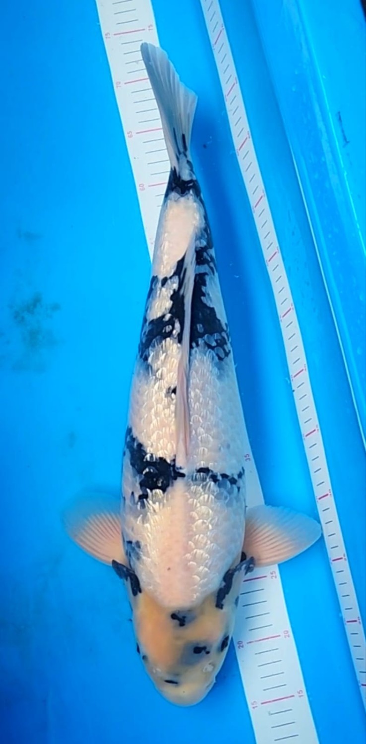 Juara 3