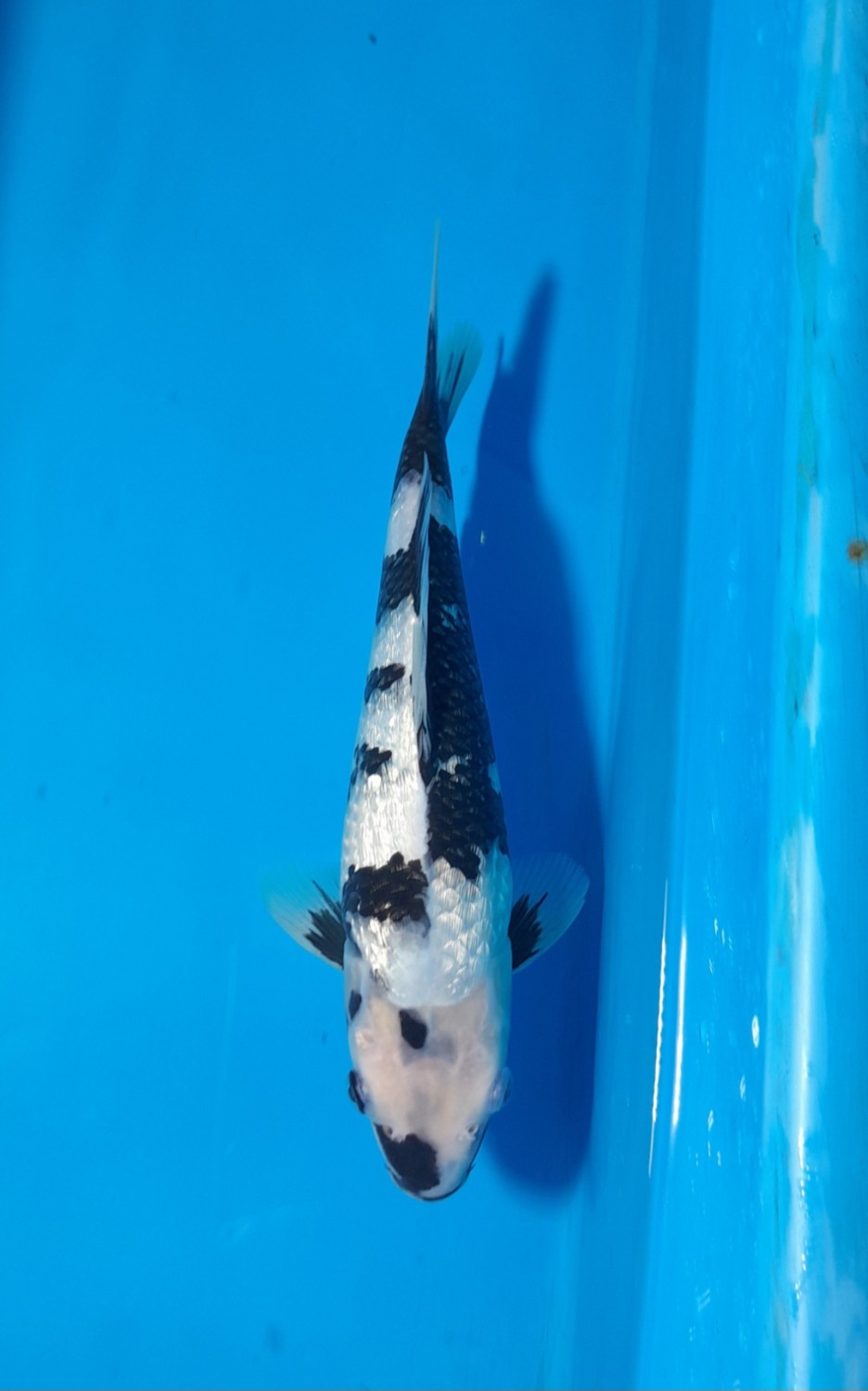 Juara 1