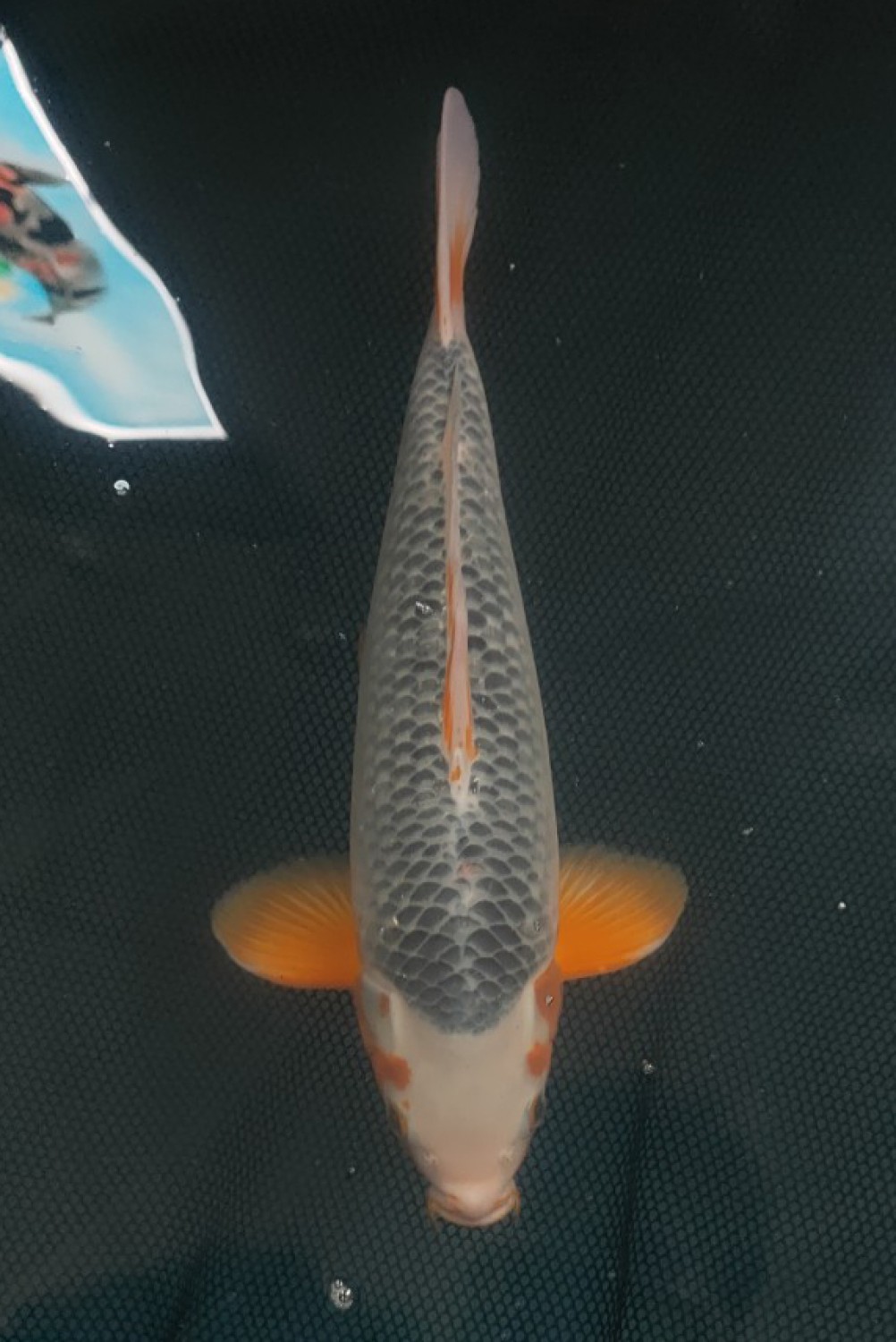 Juara 4