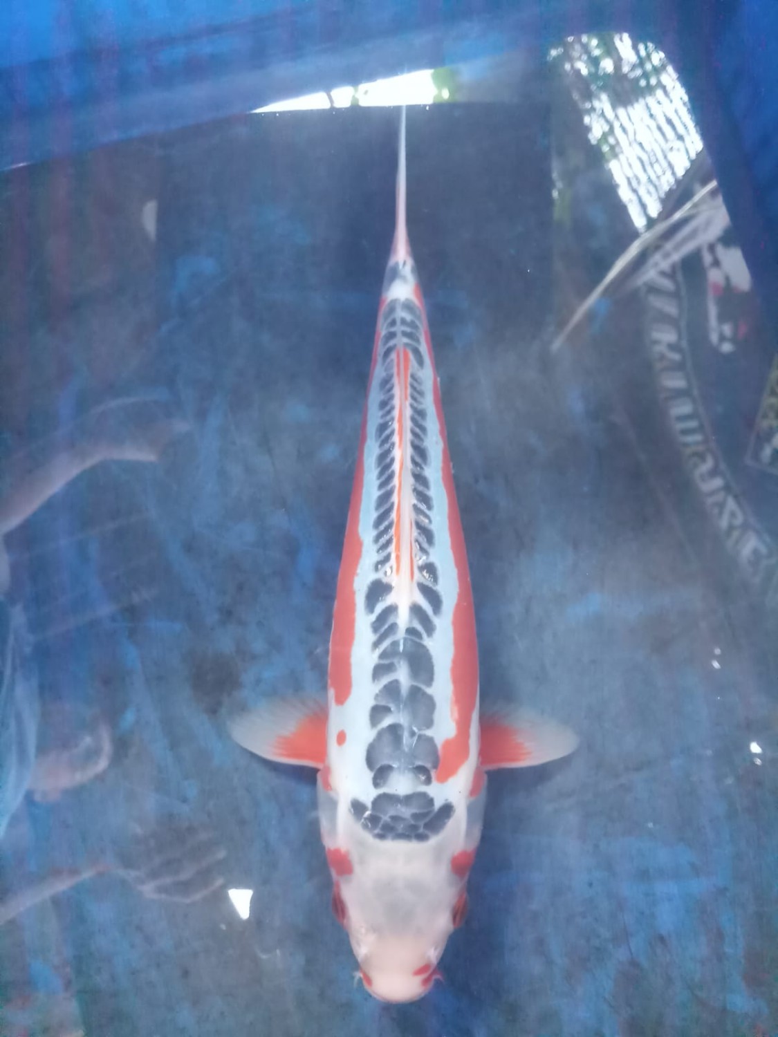 Juara 5