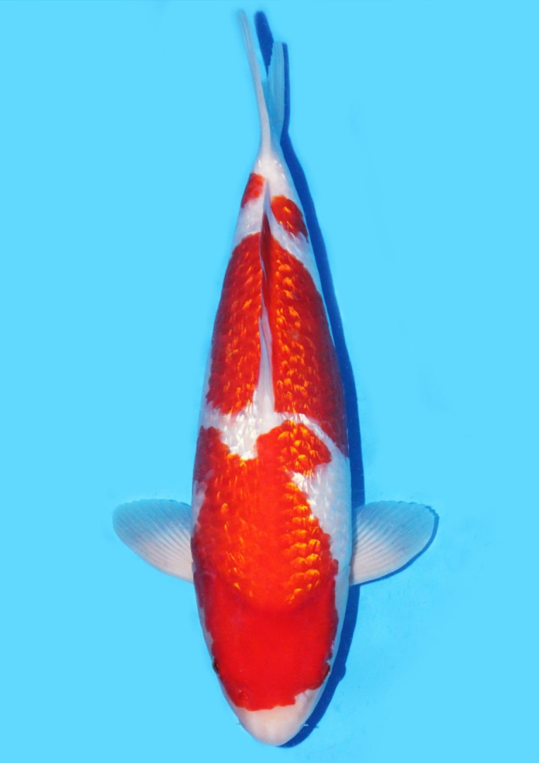Juara 1