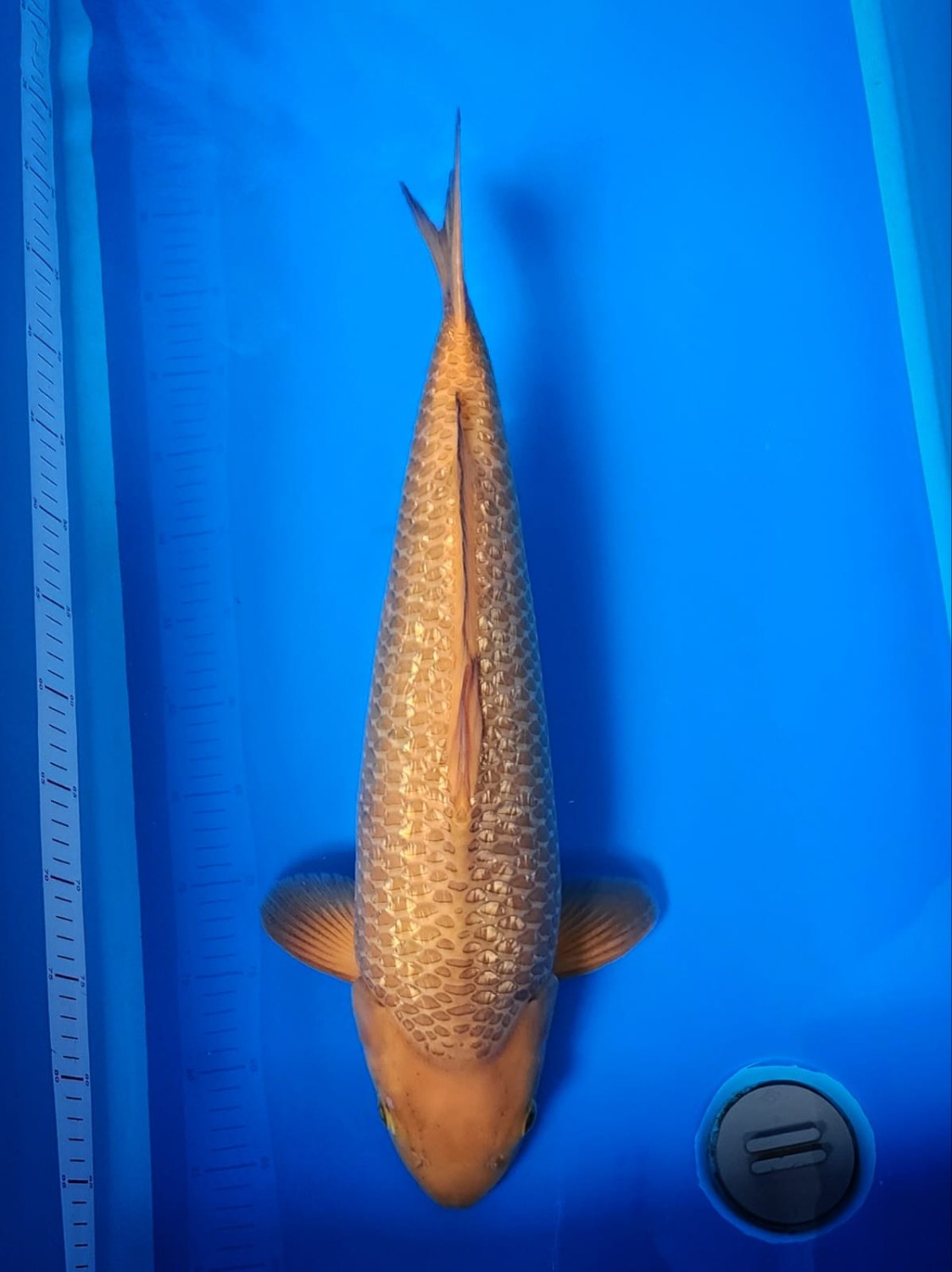 Juara 2