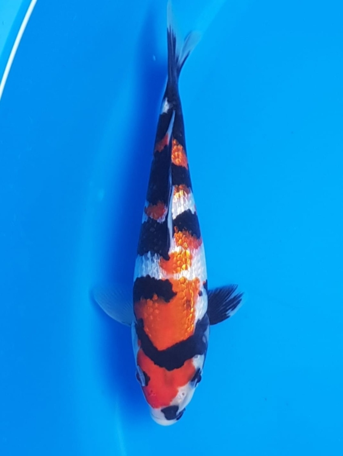 Juara 1