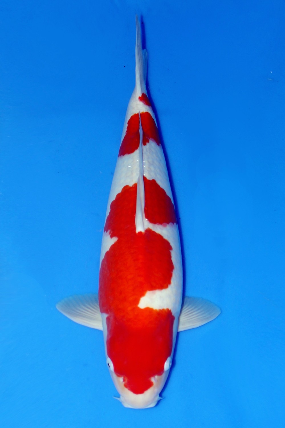 Juara 1