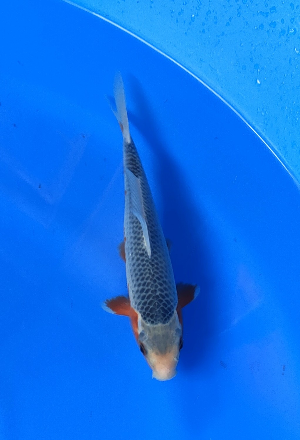 Juara 1