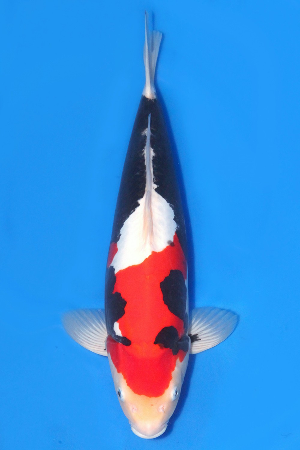 Juara 1