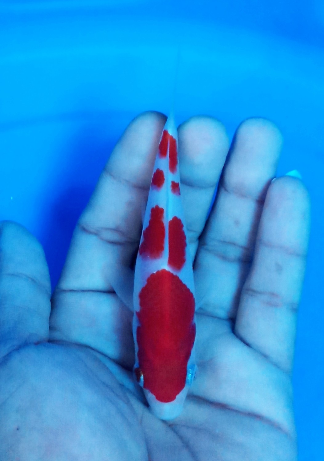 Best In Size A Up 12 cm