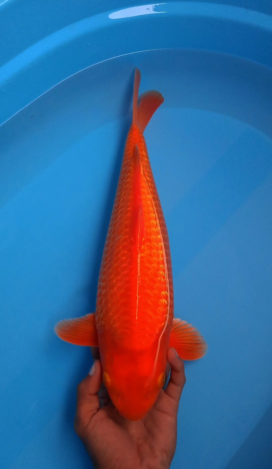 Juara 1