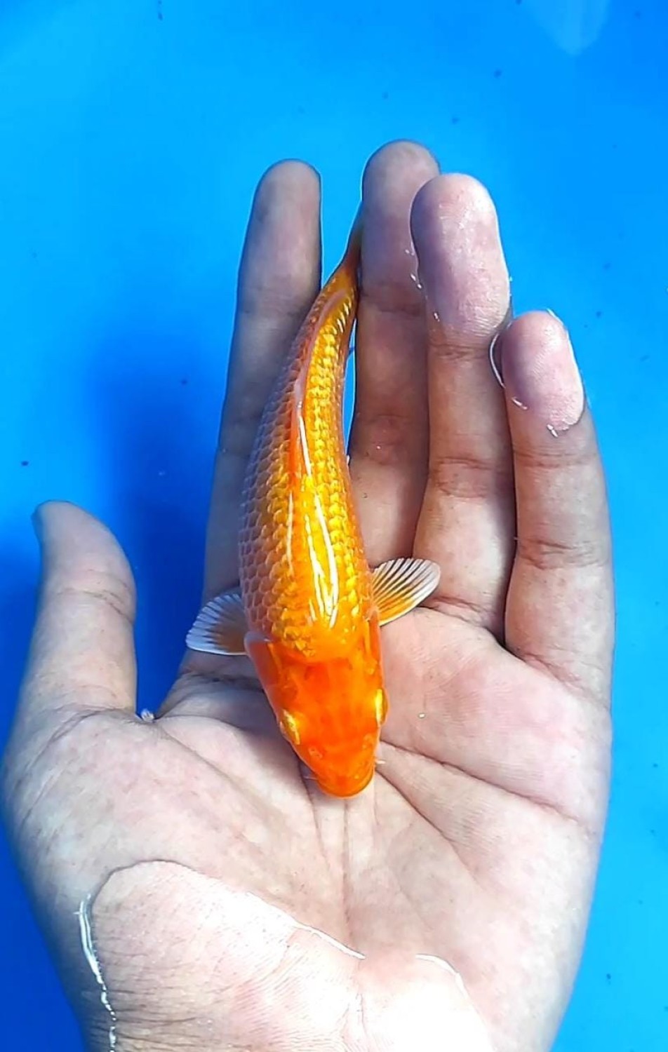 Juara 4