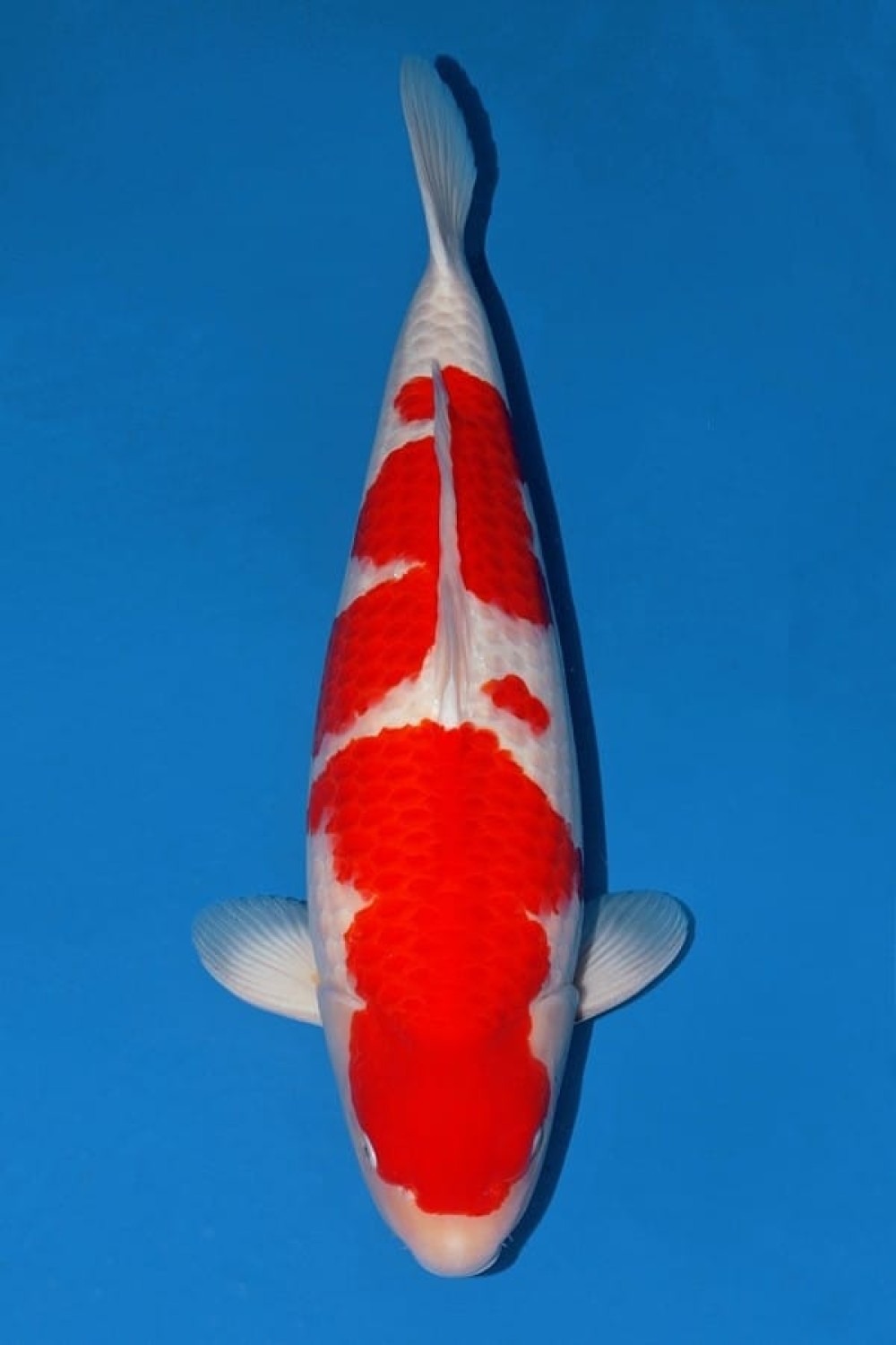 Juara 2