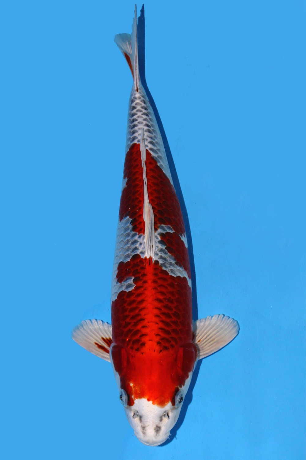 Juara 4