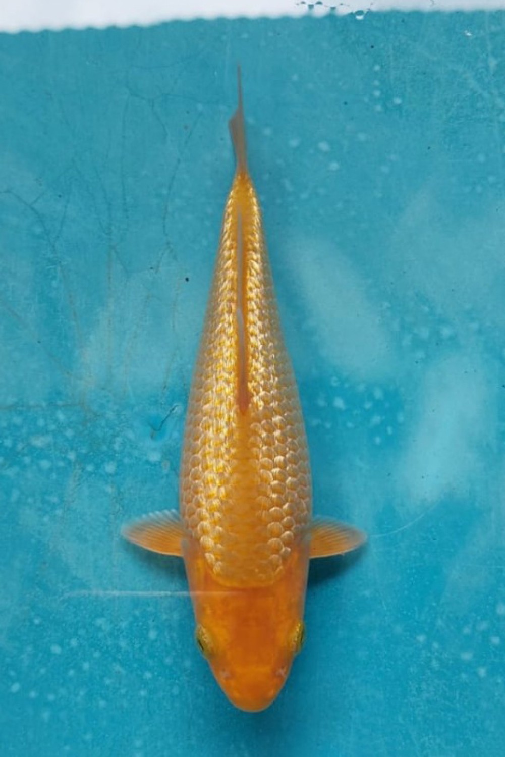 Juara 1