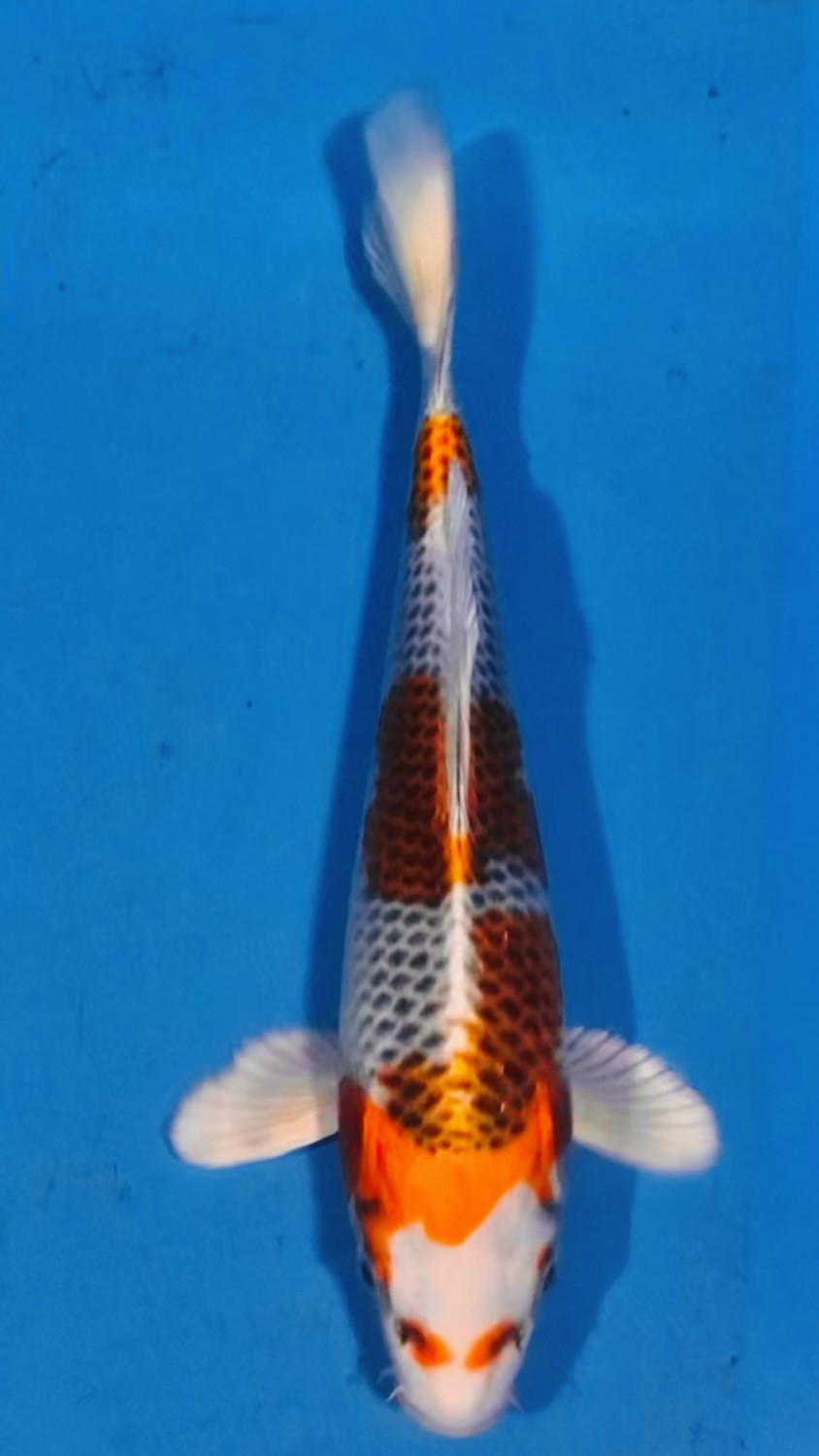 Juara 1