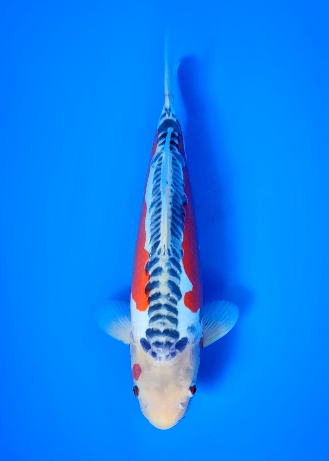 Best In Size D 31-35 Cm