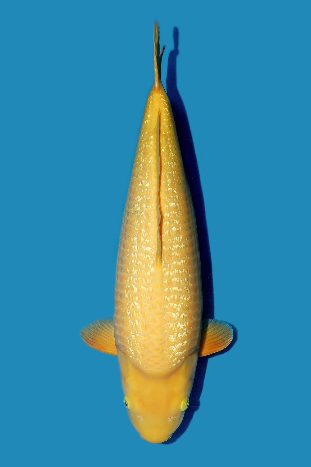Juara 3