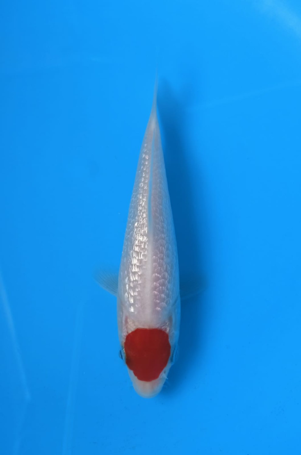 Juara 3